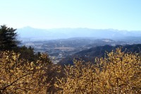 宝登山ロウバイ園 04