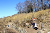 宝登山ロウバイ園 03