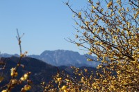 宝登山ロウバイ園 06