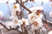 0304nagatoro_robai (1)