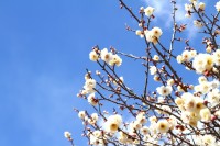 宝登山梅百花園 05