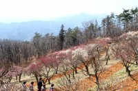 宝登山梅百花園 05