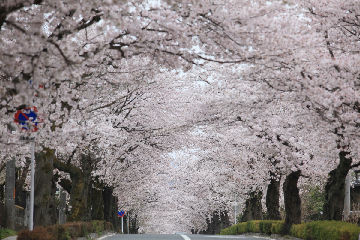 長瀞桜まつり 長瀞町観光協会公式サイト