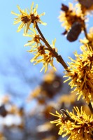 宝登山梅百花園 09