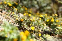 宝登山梅百花園 07