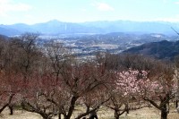 宝登山梅百花園 06