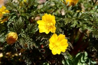 宝登山梅百花園 08