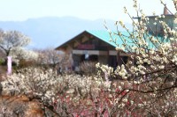 宝登山梅百花園 03