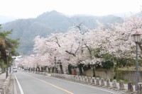 0409nagatoro_sakura (1)