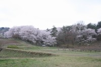 0409nagatoro_sakura (2)