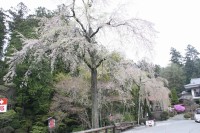 0409nagatoro_sakura (3)