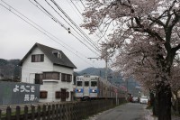 0409nagatoro_sakura (4)