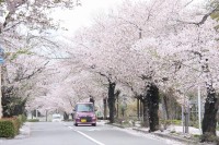 0409nagatoro_sakura (5)