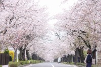 0409nagatoro_sakura (6)