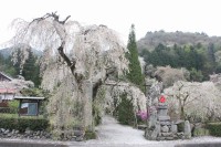 0409nagatoro_sakura (7)