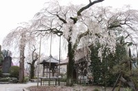 0409nagatoro_sakura (8)