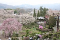 0409nagatoro_sakura (9)