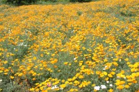 0520nagatoro_hanabishi (1)