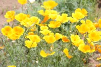 0520nagatoro_hanabishi (2)