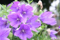 nanakusa0831_kikyo_nagatoro (3)