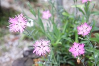 nanakusa_0831nadeshiko_nagatoro (2)