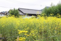 nanakusa_0831ominaeshi_nagatoro (3)