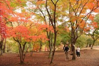 1110koyo_nagatoro (1)