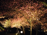 通り抜けの桜（夜） (1)