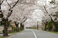 北桜通り (2)