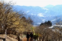 宝登山ロウバイ園 02