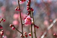 宝登山梅園 02