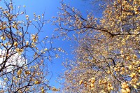 宝登山ロウバイ園 07