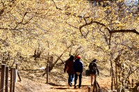 宝登山ロウバイ園 06