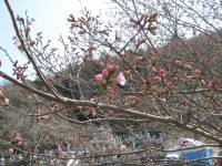 岩田桜 (3)