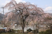 法善寺のしだれ桜