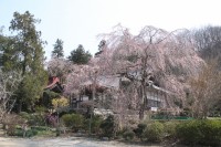 法善寺のしだれ桜