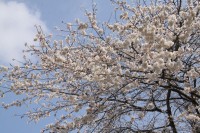 道光寺の桜