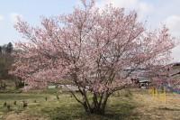 岩田桜