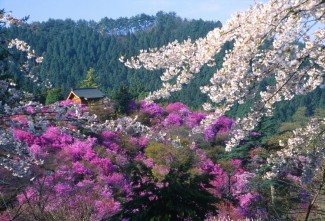 岩根山つつじ園
