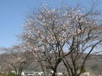 道光寺の桜 (1)