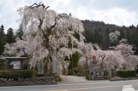 法善寺しだれ桜