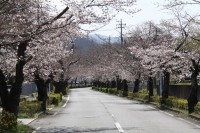 北桜通り