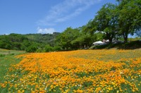 花の里（ハナビシソウ） (2)