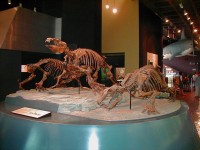 自然の博物館1-1