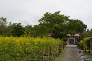 女郎花　真性寺