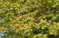 月の石もみじ公園