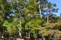 月の石もみじ公園