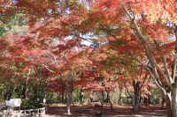 月の石もみじ公園