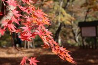 月の石もみじ公園