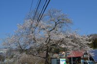 大手の桜